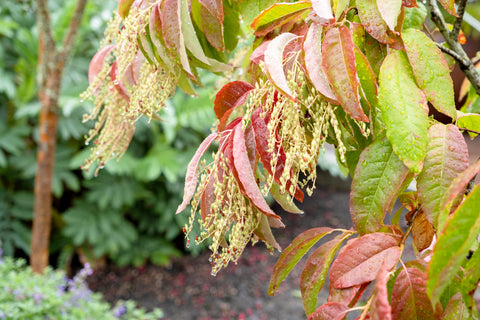 Reddening foliage on a Cornell Farm sourwood