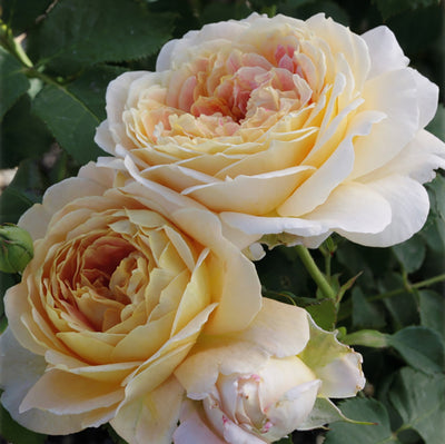 Rose Ch Ching 5gal Grandiflora Cornell Farm