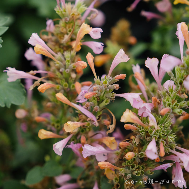 agastache kudos ambrosia