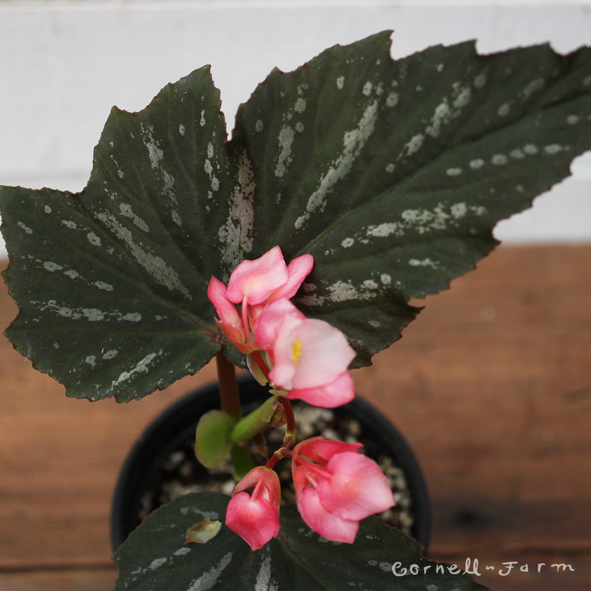 Begonia Lana 4in – Cornell Farm