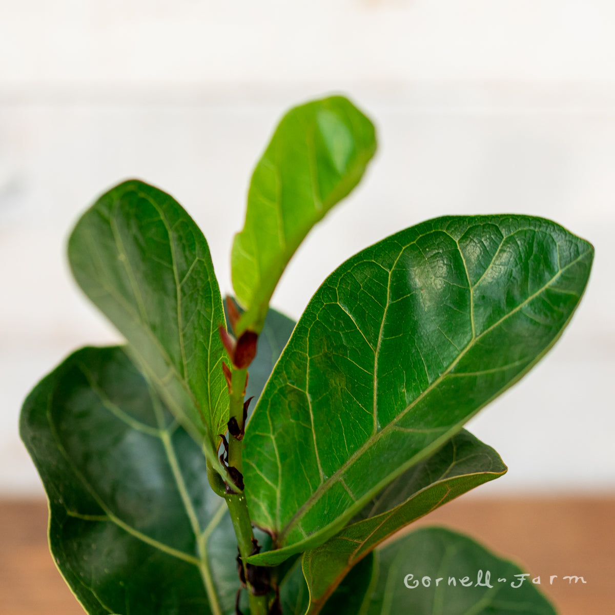 Ficus lyrata compacta 4in Little Fiddle Leaf Fig – Cornell Farm