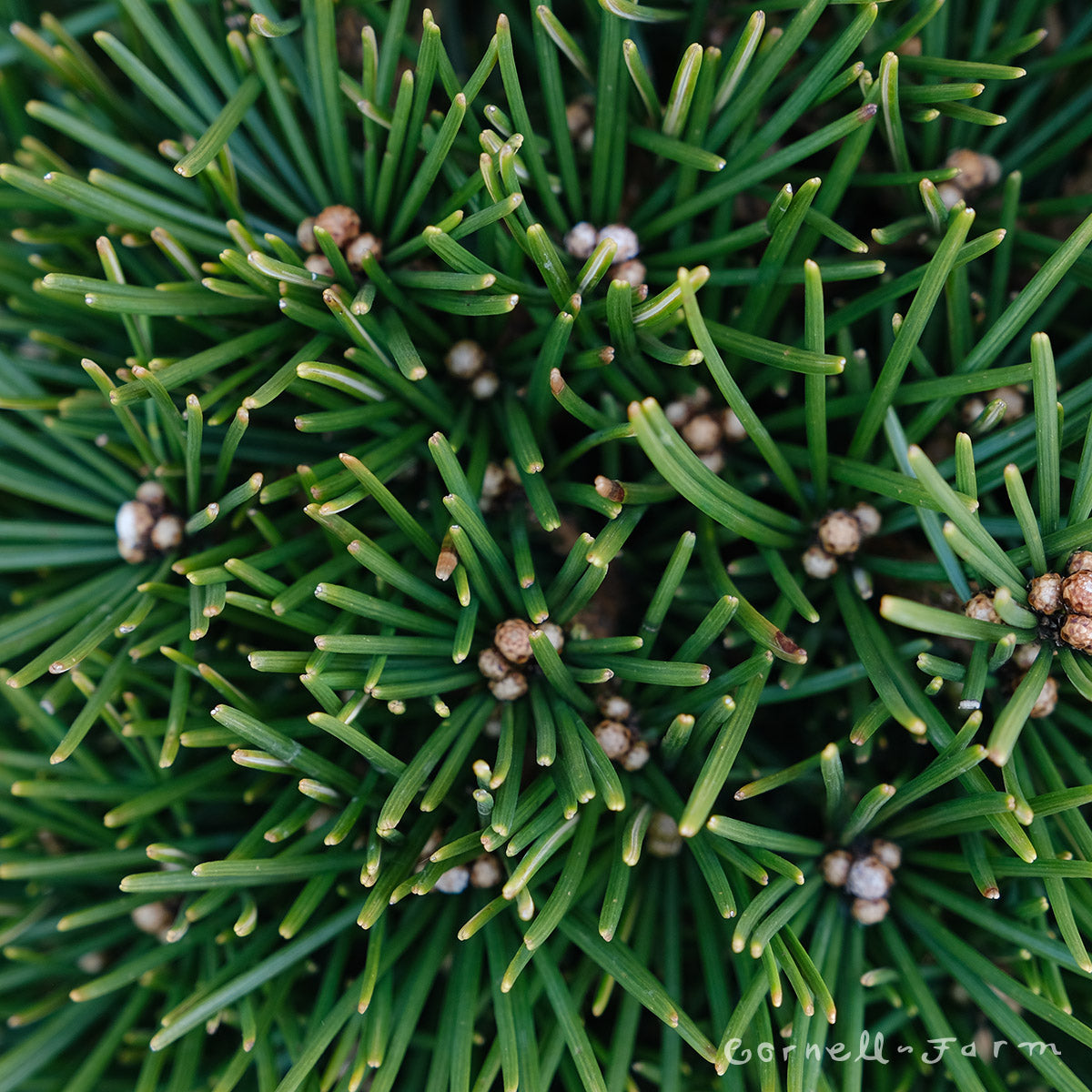 Sciadopitys v. Picola 3 gal Japanese Umbrella Pine
