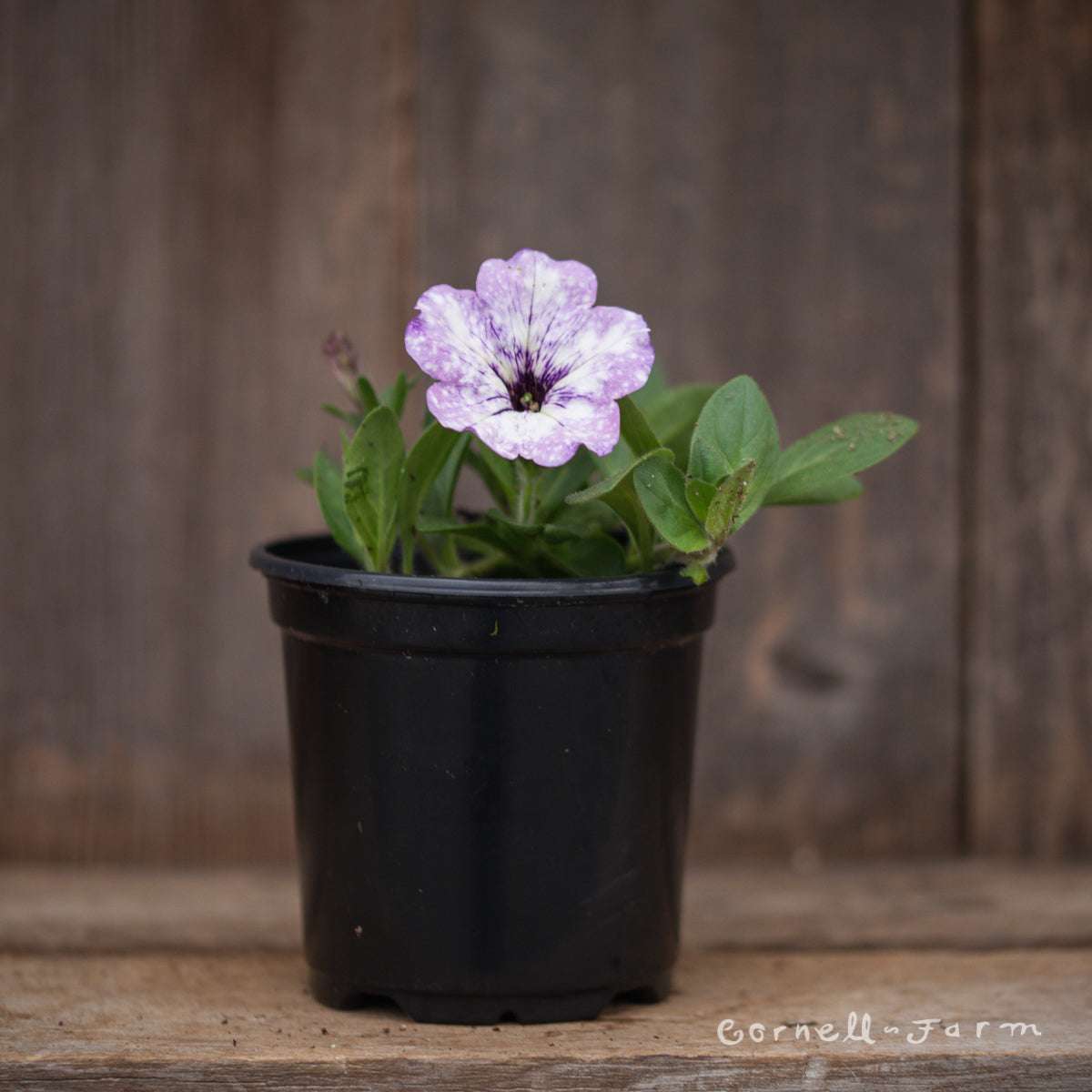 Petunia Crystal Sky Headliner 4.25in - Cornell Farm