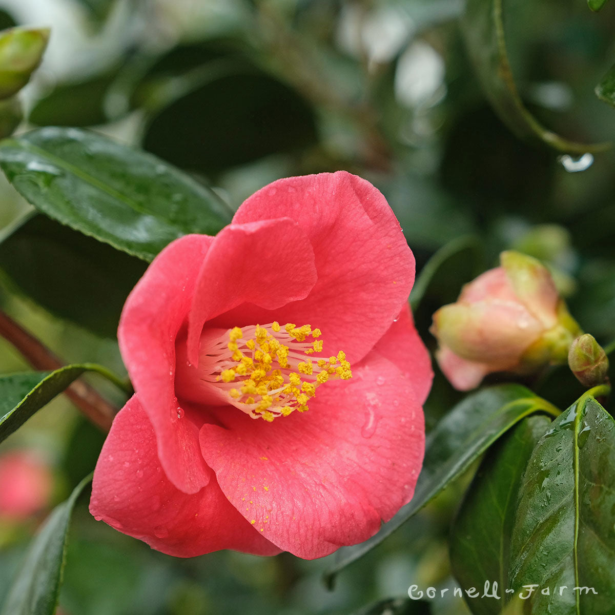 Shrubs Camellias Cornell Farm