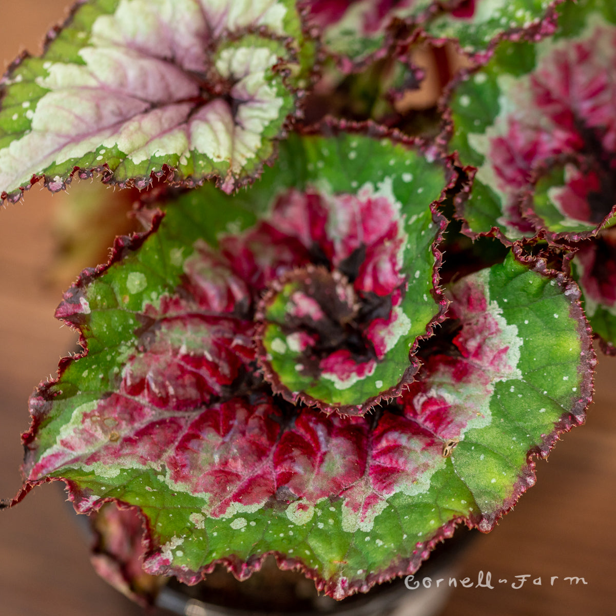 Begonia rex 4in Macarena – Cornell Farm