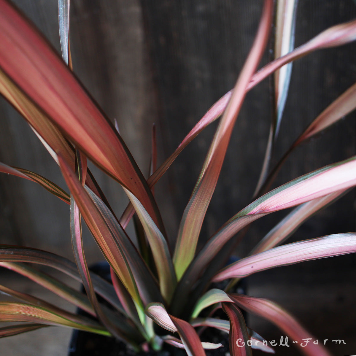 Phormium Evening Glow Qrt Cornell Farm