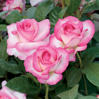 Rose Twilight Zone 5gal Grandiflora – Cornell Farm