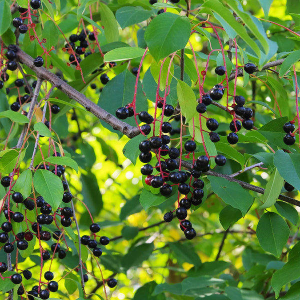Black Cherry Seedlings For Sale Prunus Serotina Nativ Nurseries