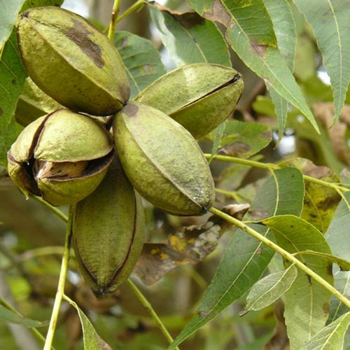 seedlings for sale