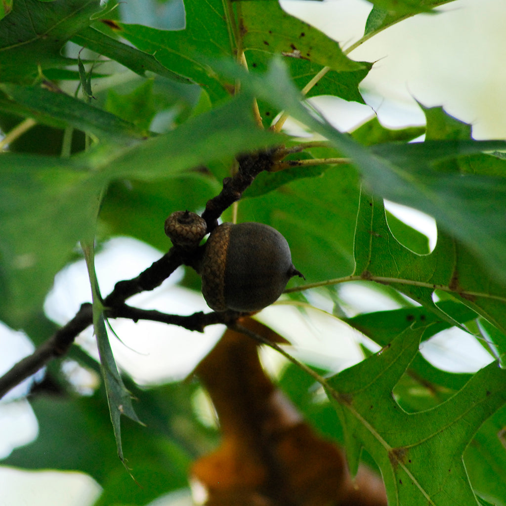 Pin Oak Seedling for sale (Quercus palustris) – Nativ Nurseries