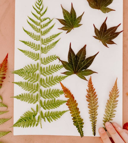 Creative Kids collection of gathered leaves for artworks