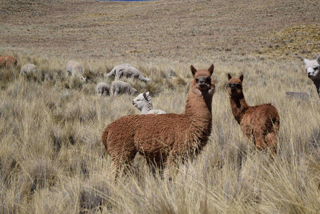 alpaca fur slipper cross black – Inspired Peru