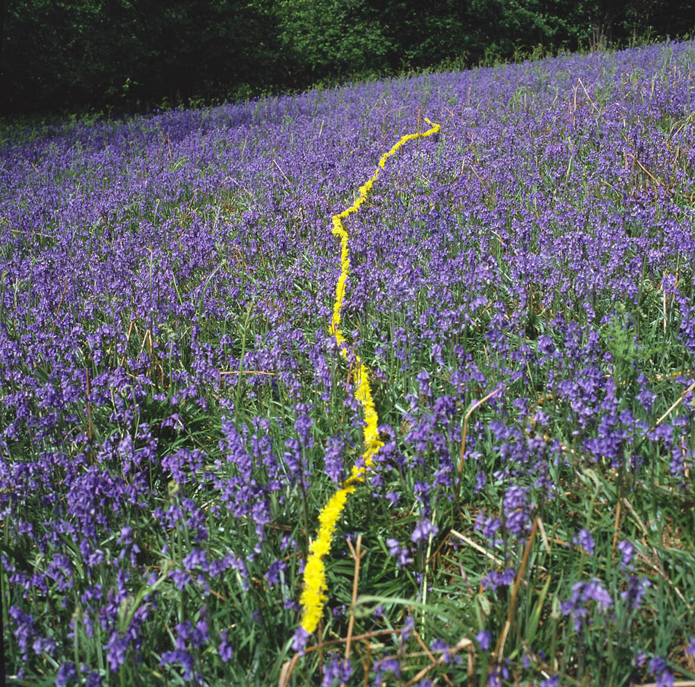 Andy Goldsworthy art