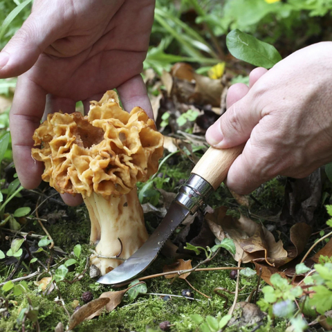 Foraging with N°8 Mushroom knife