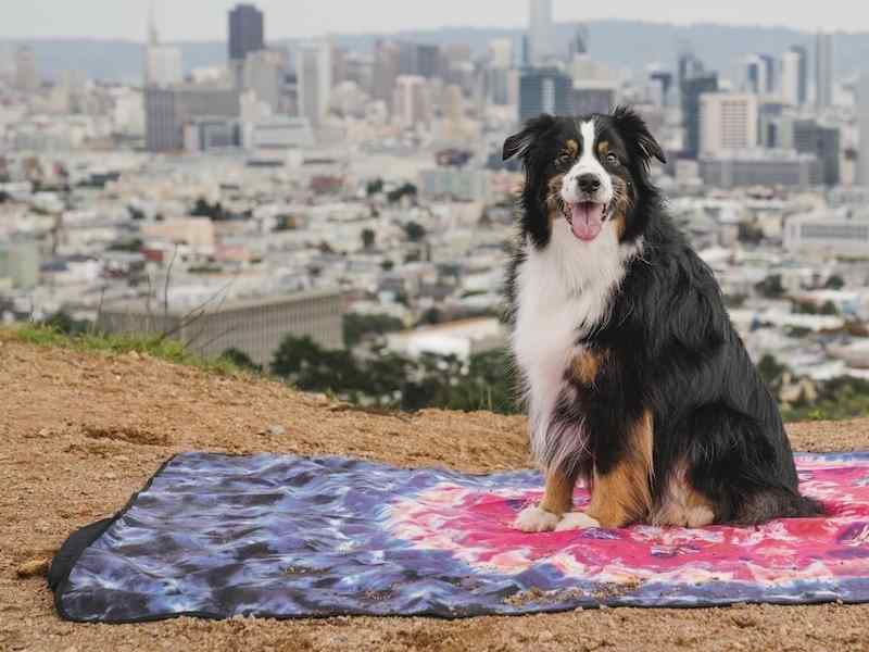 dog sitting on stash mat