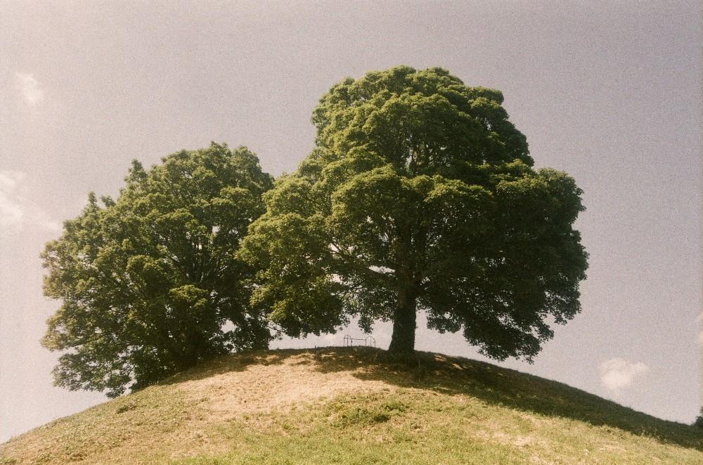 Kodak Film Shortage- what to shoot| picture of trees on a hill
