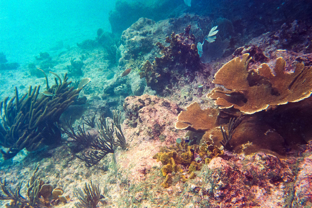 Photo of coral under the sea