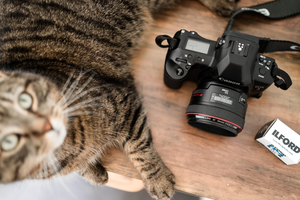 Wedding photography on film - cat next to Canon film camera