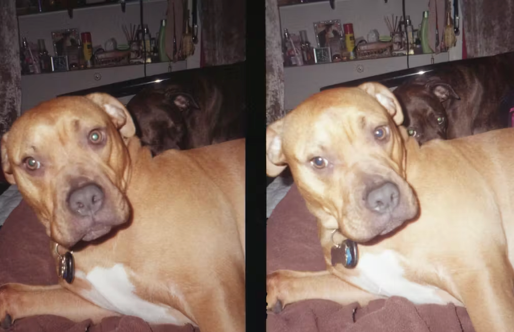 Dog diptych on half-frame film