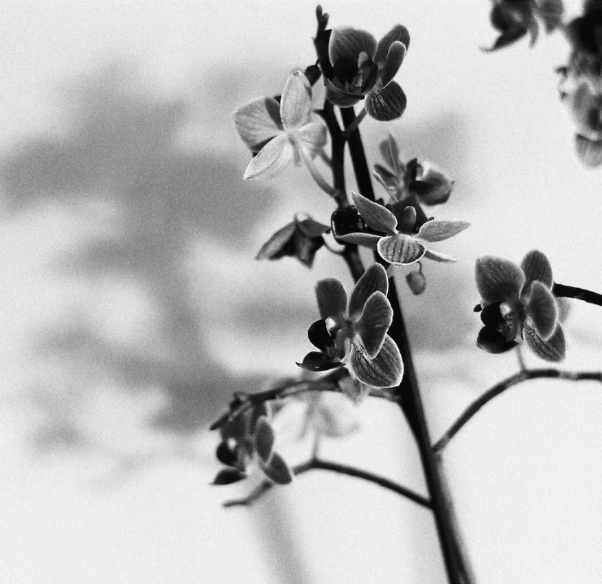 Flowers on Kodak T-Max 400, one of the best B&W films