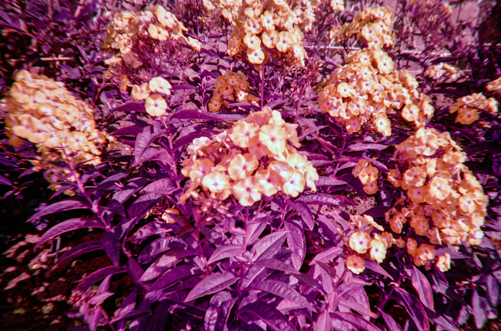 Image of flowers from a developed disposable camera film
