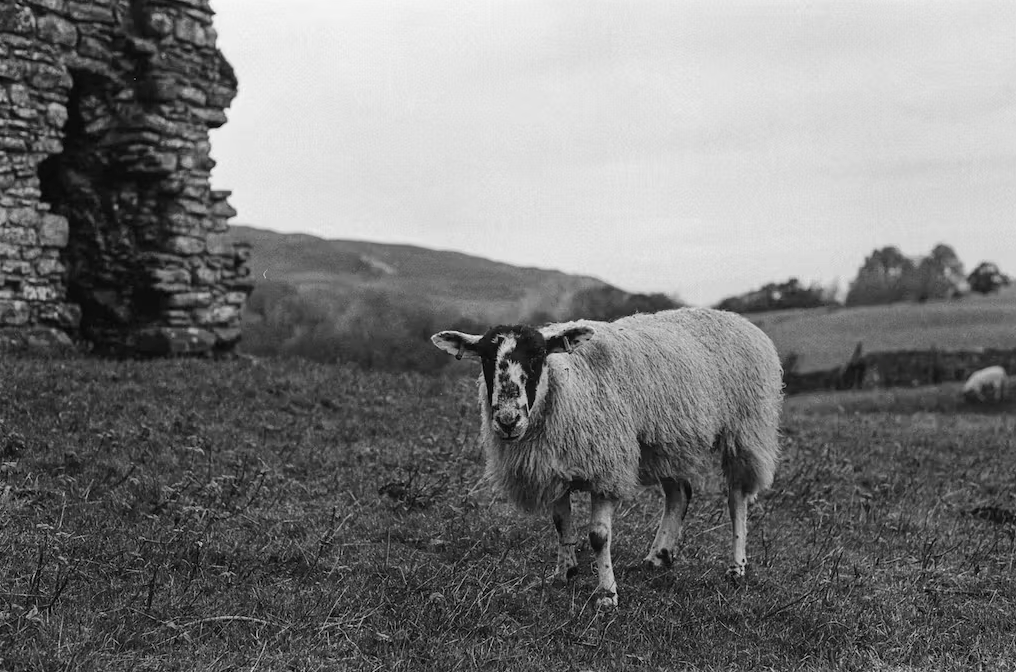 Sample shot of sheep on Kodak Tri-X film