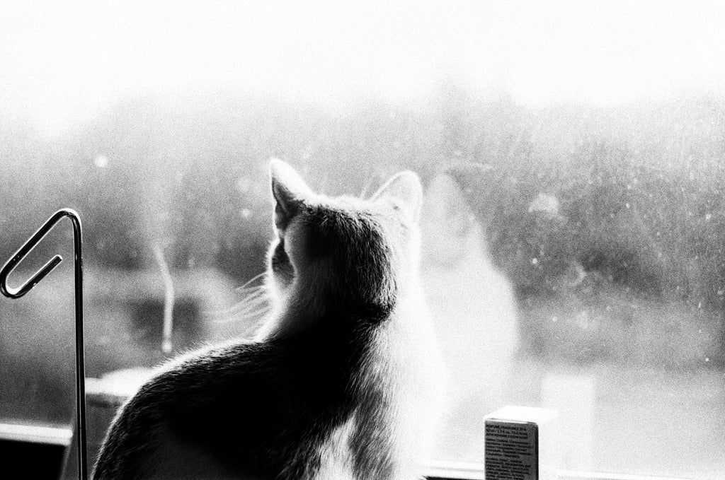 Photo of cat on Ferrania P33 35mm film