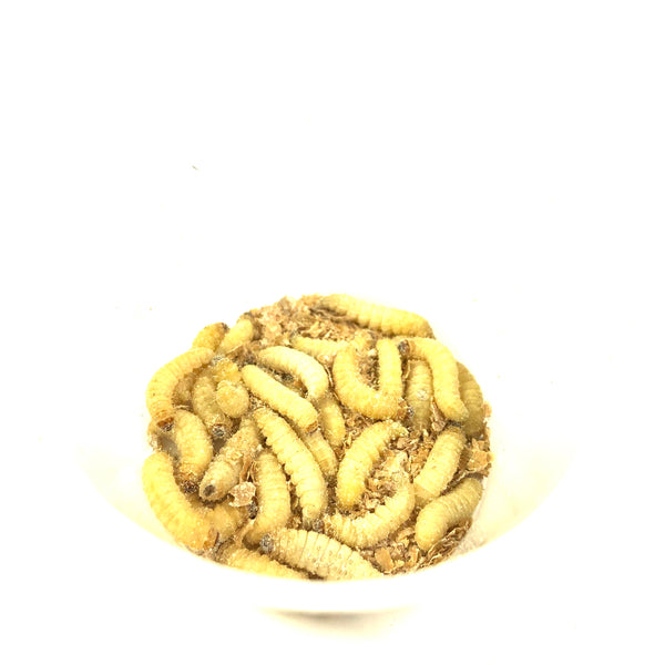 download live wax worms for sale
