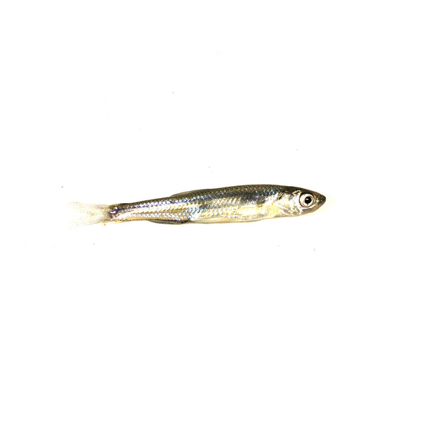Live Target Golden Shiner Rattlebait 50mm Glow Black – Fishing World