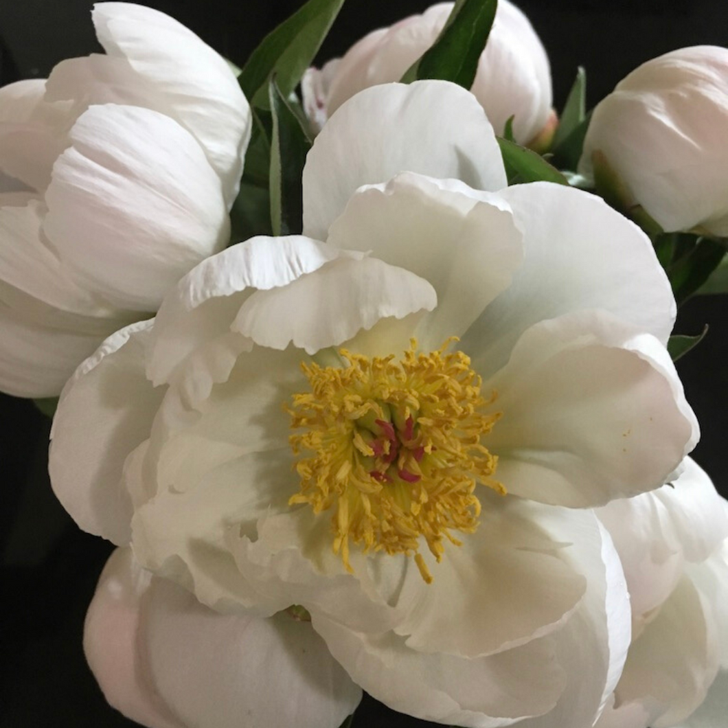 Allan Rogers Peony Alaska Flower Girls Peony Farm