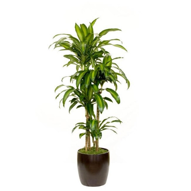 Dracaena Massangeana C/B 4ppp (10 Inch) – Westbrae Nursery