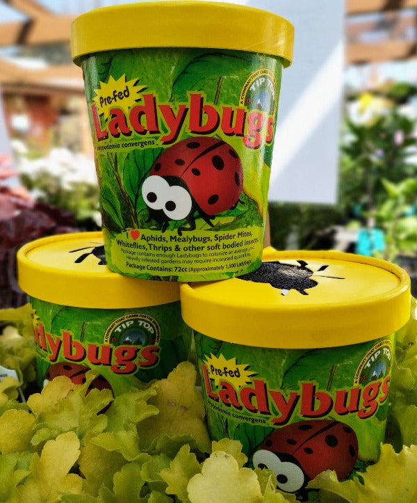 Ladybug Lures 4 pack – Westbrae Nursery