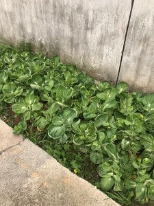 Légumes à l'usine