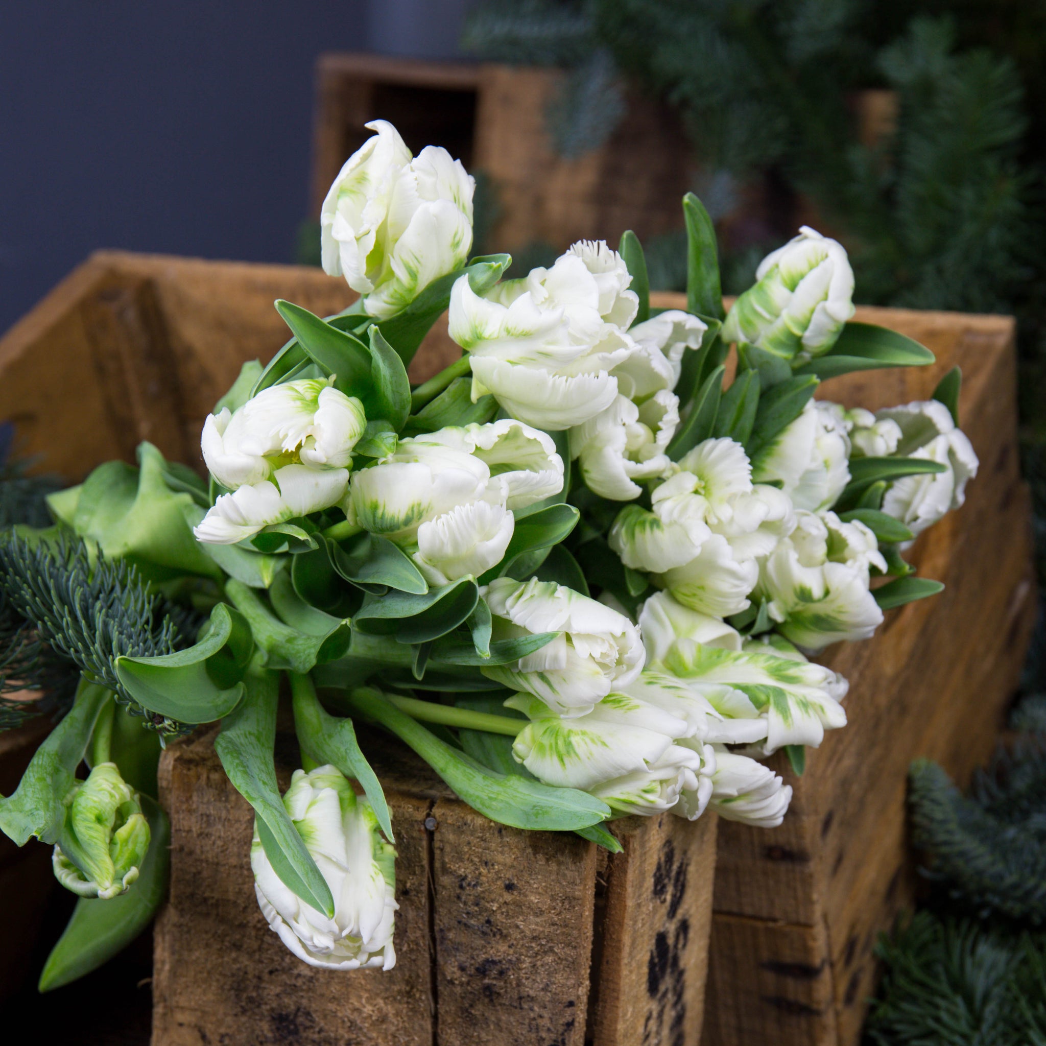 Tulipe blanche (10 tiges) - Atelier Rose Pivoine