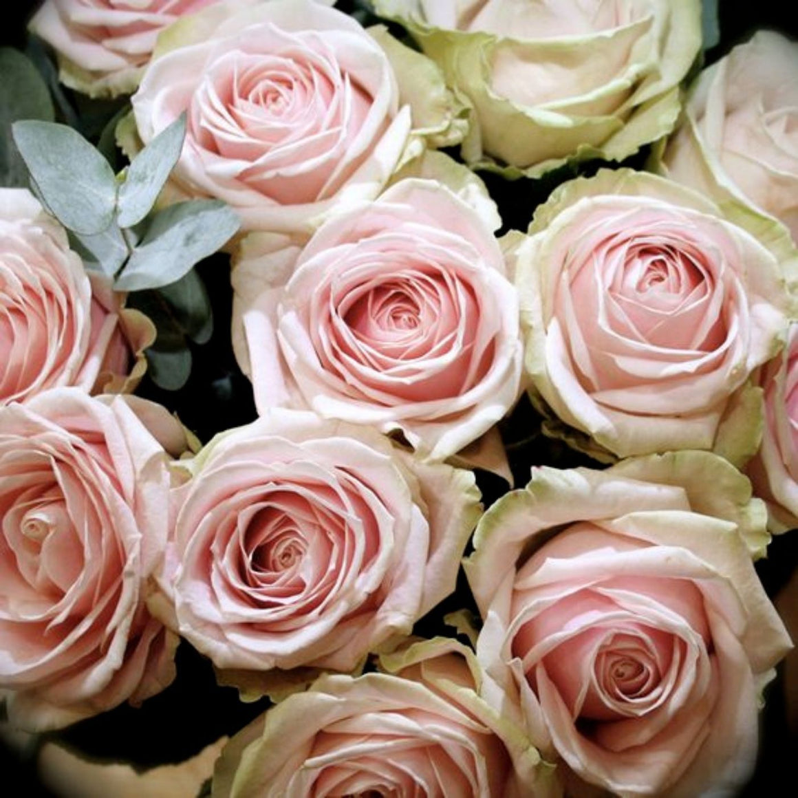 Fleurs coupées DIY - Atelier Rose Pivoine