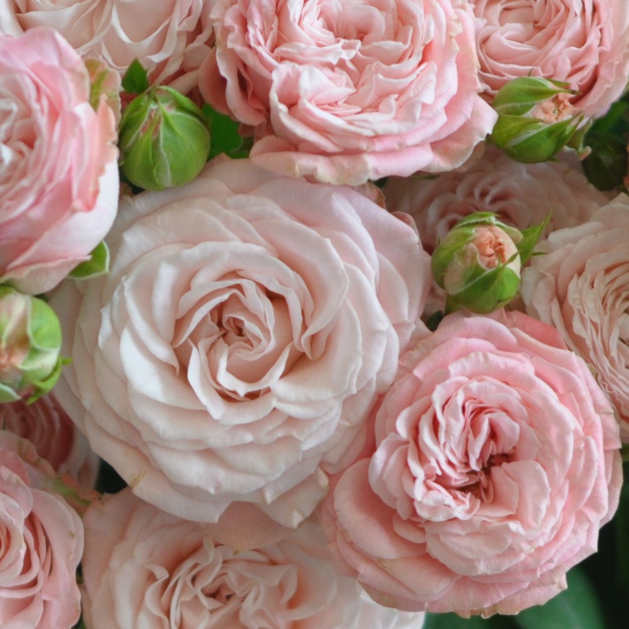 Fleurs Coupees Diy Atelier Rose Pivoine