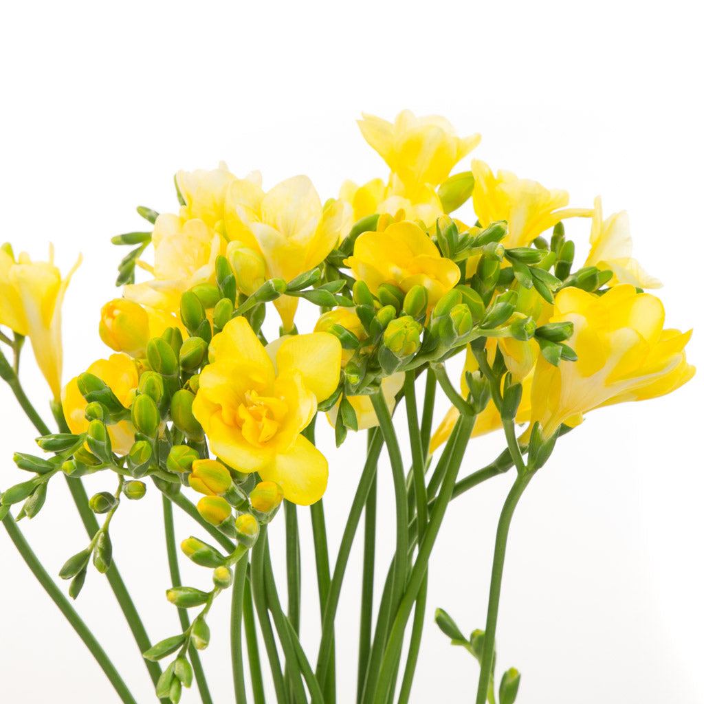 Freesia jaune (20 tiges) - Atelier Rose Pivoine