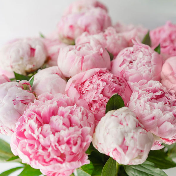 Bouquet 20 pivoines et eucalyptus - Livraison gratuite - Atelier Rose  Pivoine