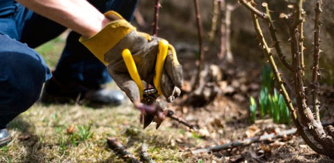 Pruning Trees Backyard Clean-up