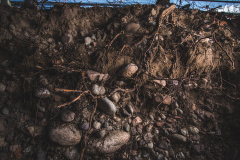 Calicata Bodegas Enzo Bianchi