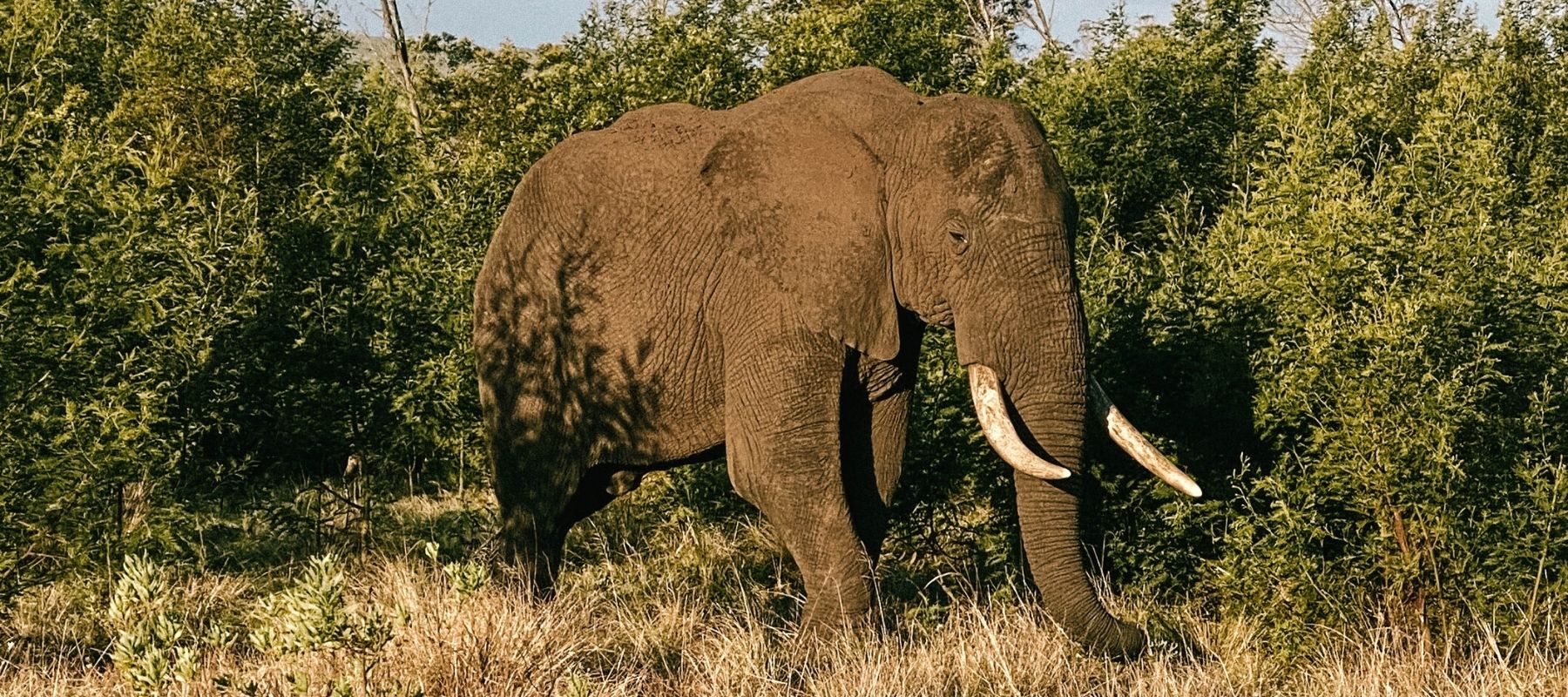 elephant in gondwana game reserve