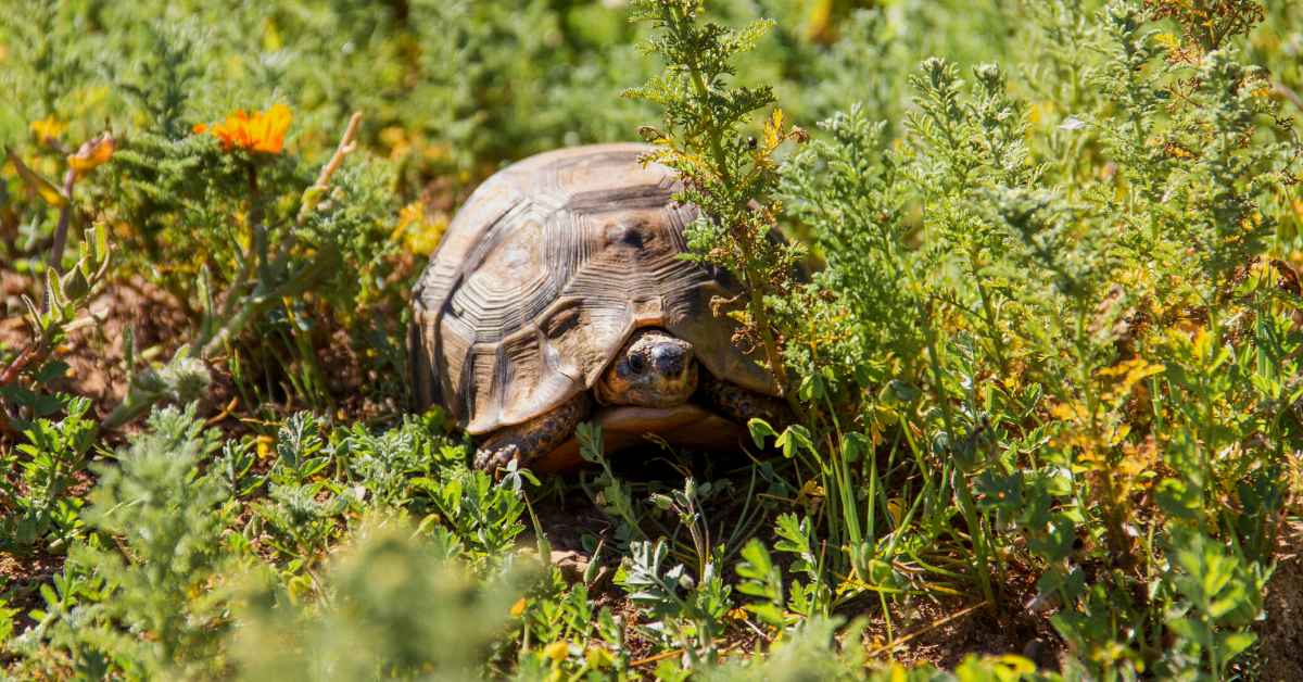 tortoise in west coast national park
