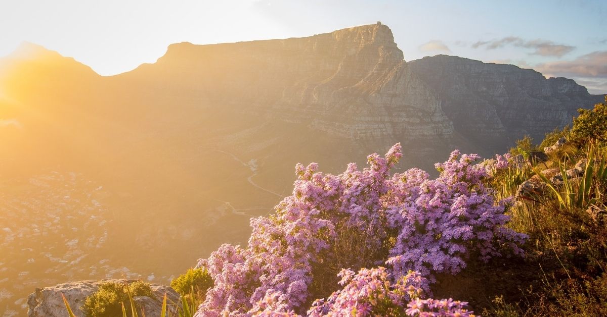 wildflowers and table mountain in cape town