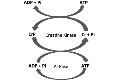 can you use creatine while cutting