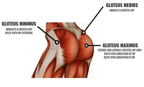 Gluteus Medius: My favorite muscle!