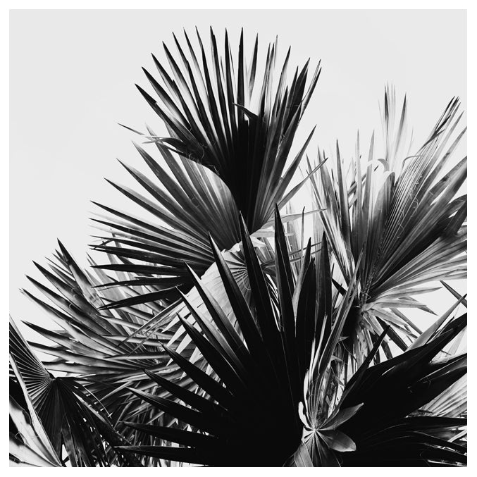 Stunning palm tree fronds in black and white photographed by Alicia ...