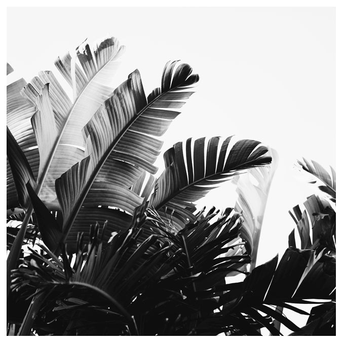 Stunning banana tree leaves in black and white photographed by Alicia ...