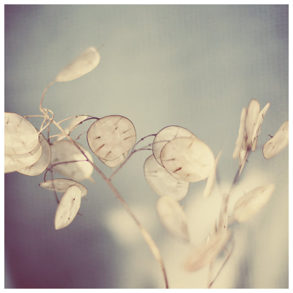 Delicate Lunaria seed pods photographed by Alicia Bock.