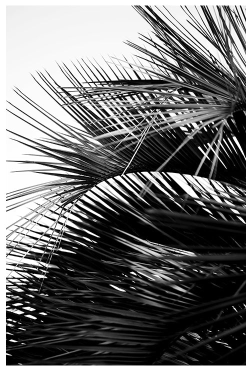 Dramatic black and white Palm tree print. Photographed by Alicia Bock ...