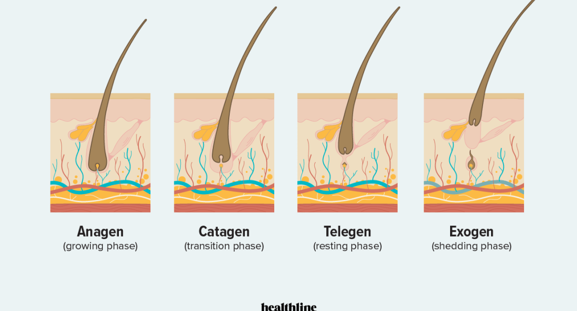 Phases Of Hair Growth Cycle  Styles At Life